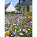 Blumenwiese "Dauerhafte Mischung"